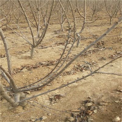 黑珍珠樱桃苗越冬管理、黑珍珠樱桃苗供应